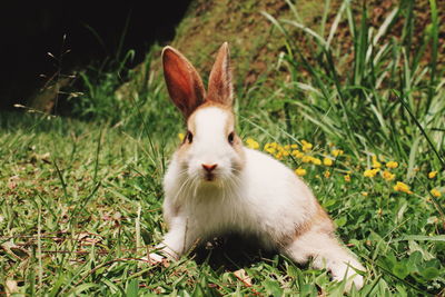 View of a rabbit on field