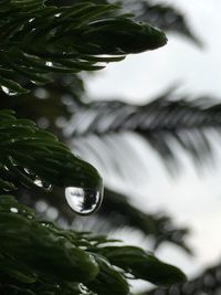 Close-up of leaves in water