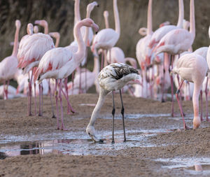 The slimbridge wildfowl and wetlands reserve in gloucestershire, england, uk