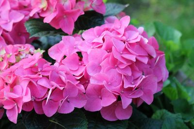 Close-up of pink hydrangea flowers