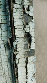 Close-up of tree trunk