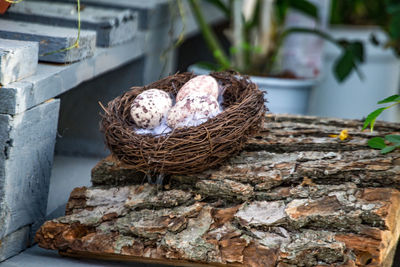 Close-up of birds in nest