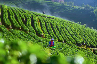 Morning strawberry farm, doi ang khang, chiangmai, thailand