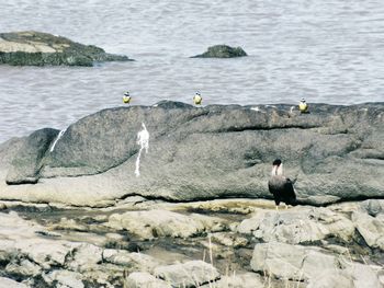 View of birds perching on lake