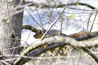 View of bird perching on branch