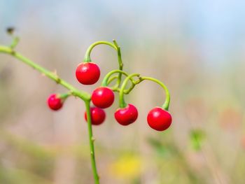 Close-up of cherries on plant