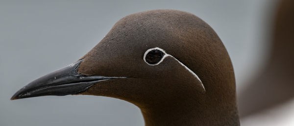 Close-up of bird