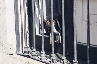 Boxer dog looking through window