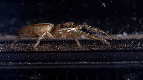 Close-up of spider