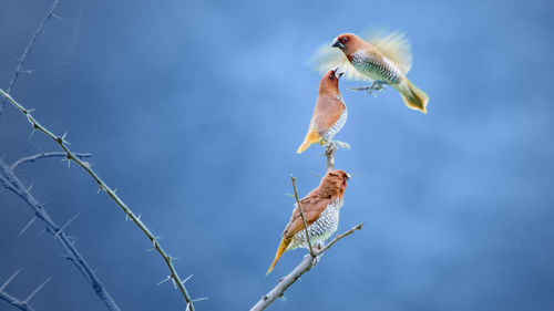 Low angle view of a bird flying