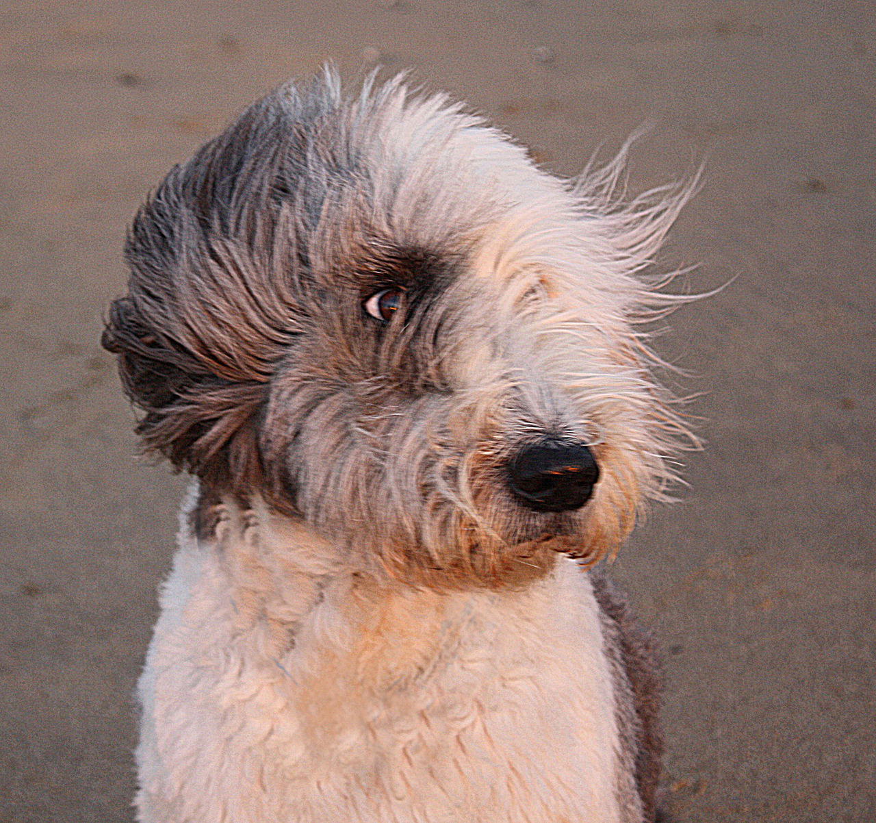 Dog in storm