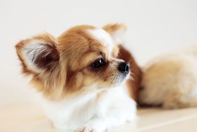 Close-up of a dog over white background