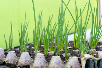 Close-up of grass on field