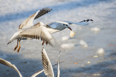 Seagulls flying over sea