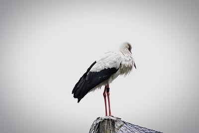 Low angle view of bird perching on the sky