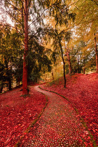 Trees in park during autumn