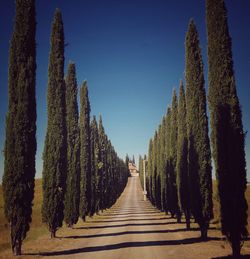 Panoramic shot of plants and trees against sky