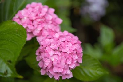 Close-up of pink hydrangea flowers