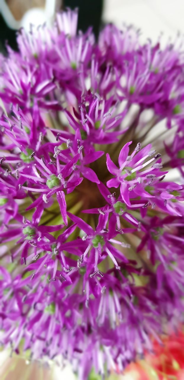 CLOSE-UP OF PINK FLOWERING PLANTS