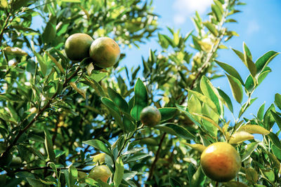 Low angle view of apples on tree