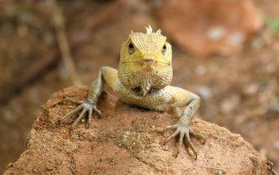 Close-up of lizard