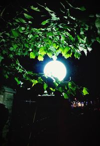 Low angle view of tree at night