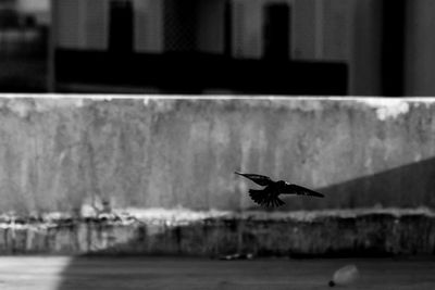 Bird flying against wall