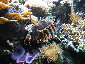 Close-up of fish underwater