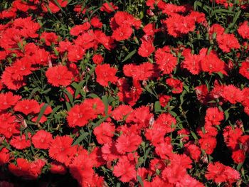 Full frame shot of red flowers