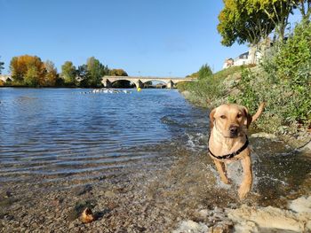 Dog in a lake