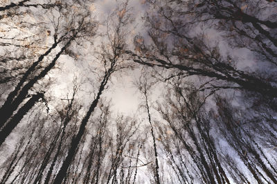 Low angle view of bare trees against sky