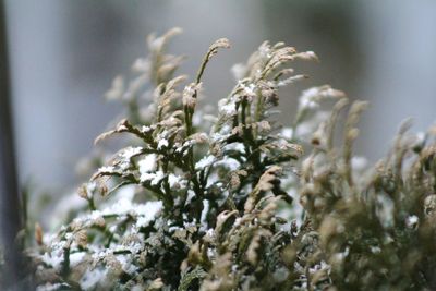 Close-up of snow on plant