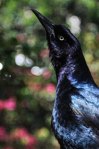 Close-up portrait of a blackbird 