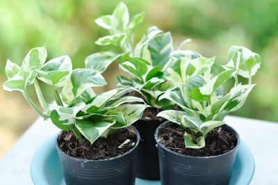 Close-up of potted plant