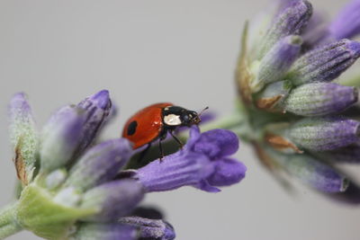 Close-up of butterfly pollinating on purple flower