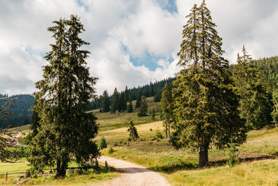 Dirt road amidst trees against sky