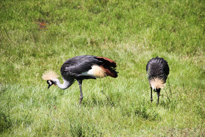 Birds on field