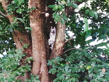 Bird perching on tree