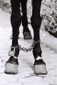 Chain with padlock on horse leg