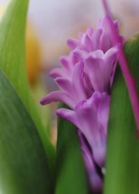 Close-up of purple flower blooming outdoors