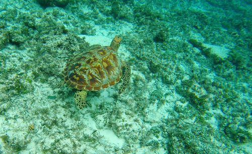 High angle view of turtle swimming in sea