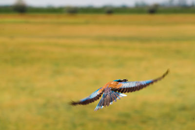 Bird flying in mid-air