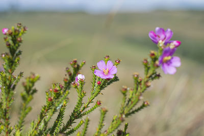 Close-up of purple flowering plant