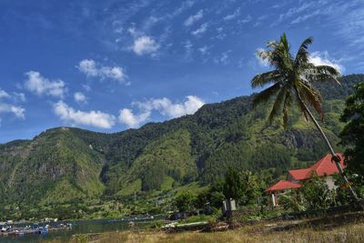 Scenic view of palm trees on mountain against sky