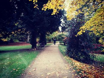 Man walking on road amidst trees