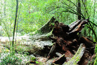 View of trees in forest