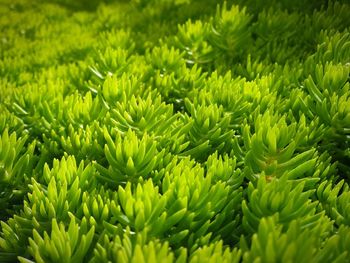 Close-up of green plants