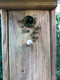 Close-up of bee on wood