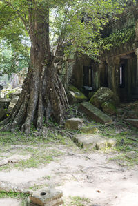 Trees and plants in a forest