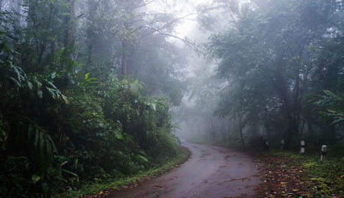 Dirt road amidst trees in forest